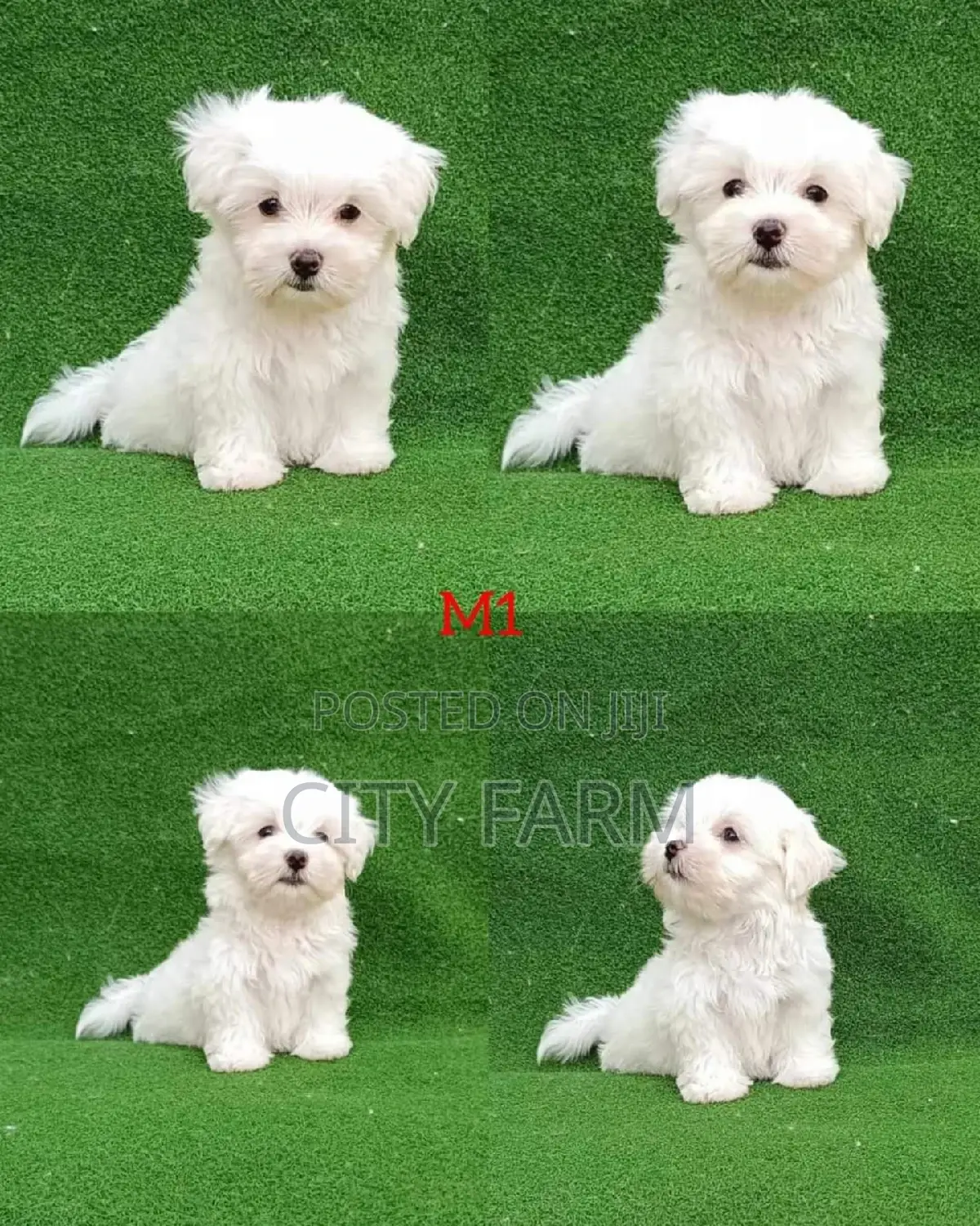 1-3 months Male Purebred Poodle