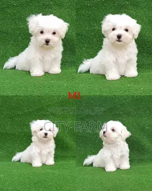 1-3 months Male Purebred Poodle