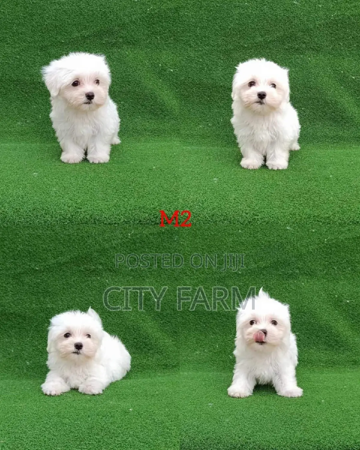1-3 months Male Purebred Poodle