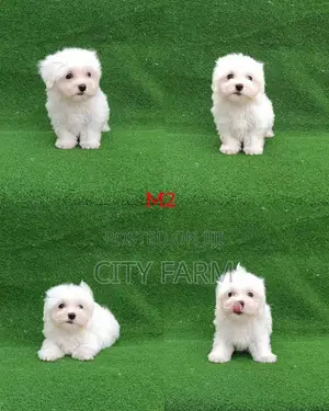 1-3 months Male Purebred Poodle