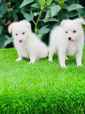 1-3 months Male Purebred American Eskimo