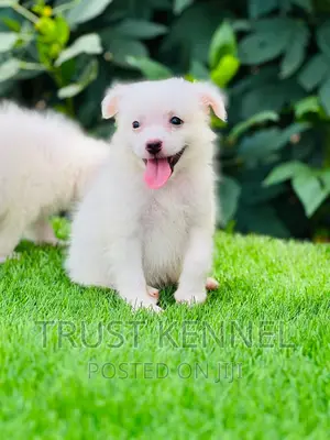 1-3 months Male Purebred American Eskimo
