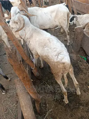 Livestock for Sale