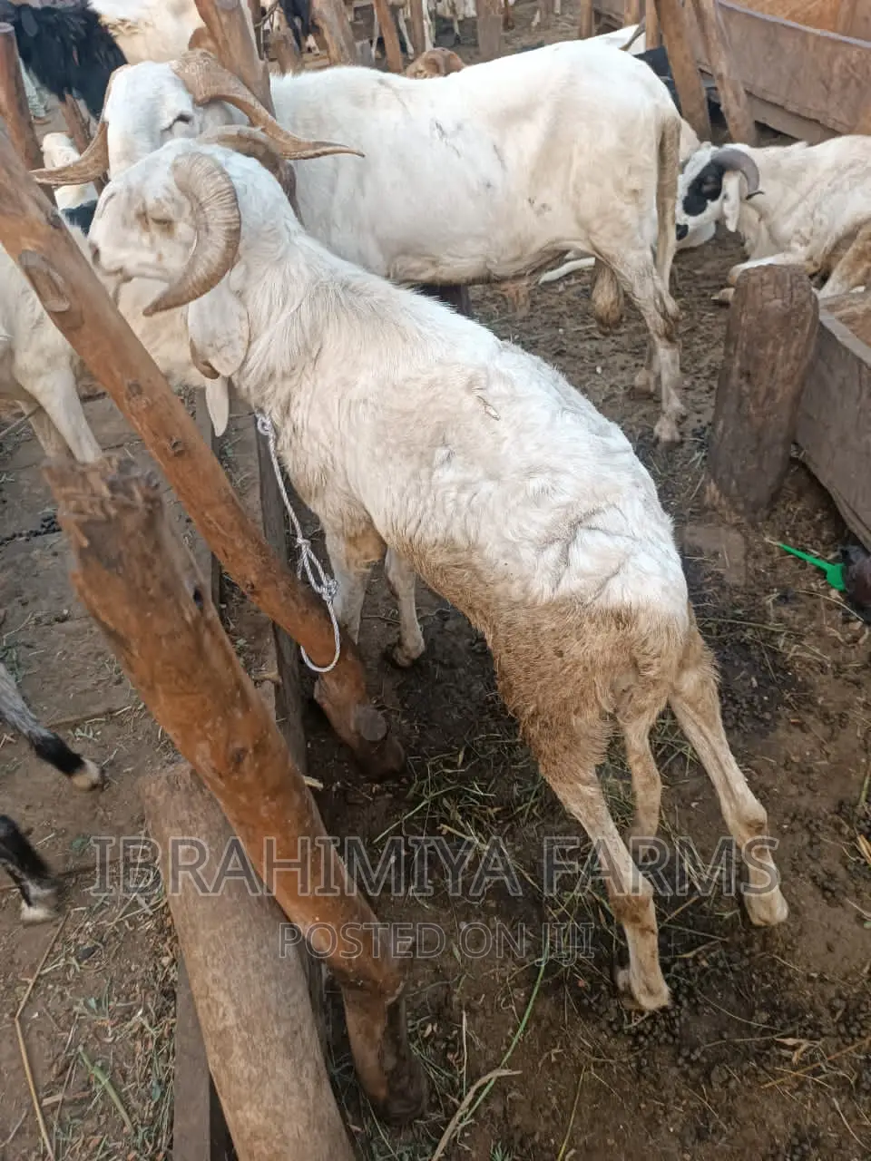 Livestock for Sale