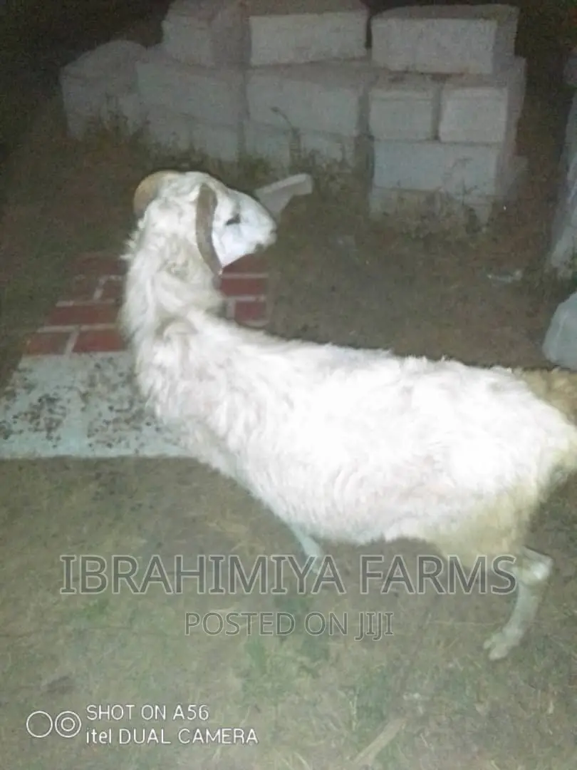 Livestock for Sale