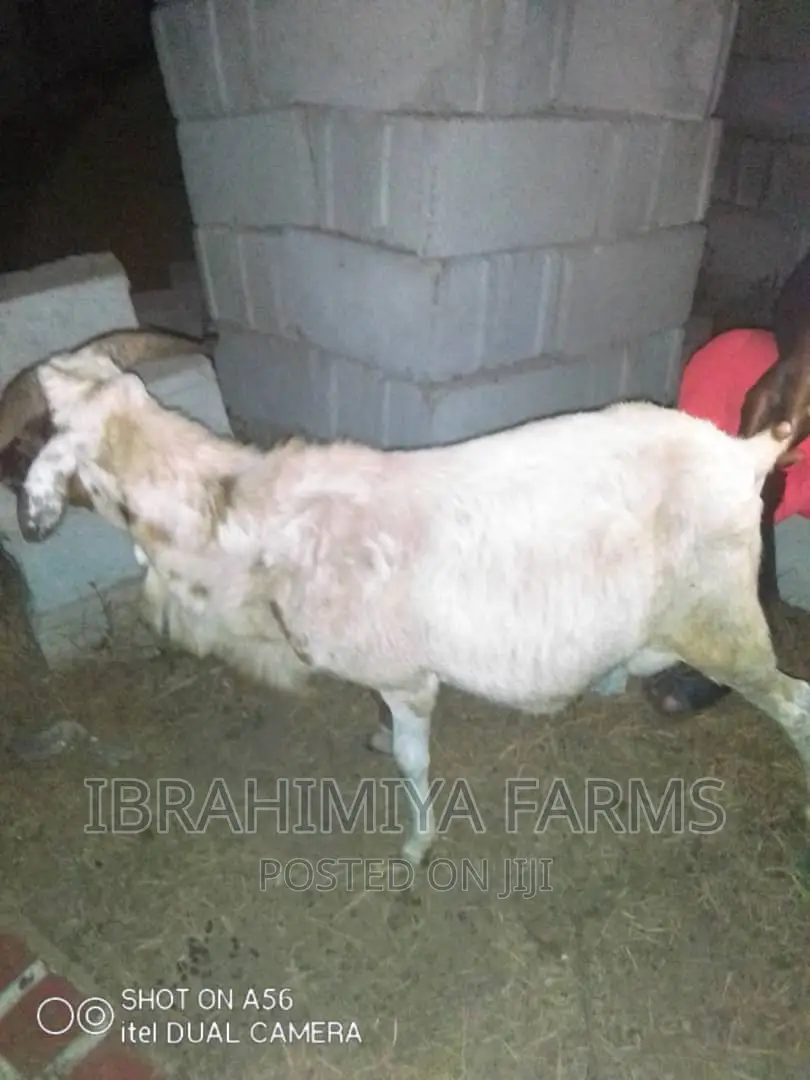 Livestock for Sale