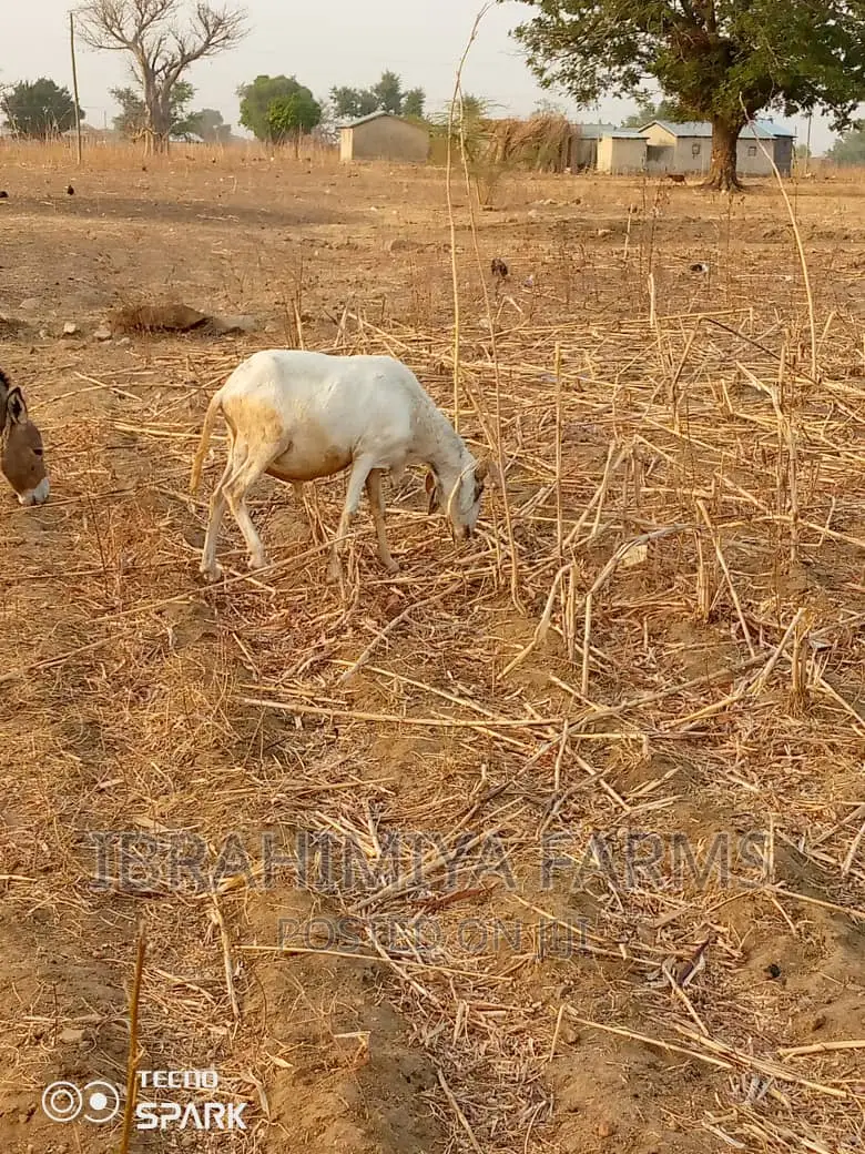 Livestock for Sale