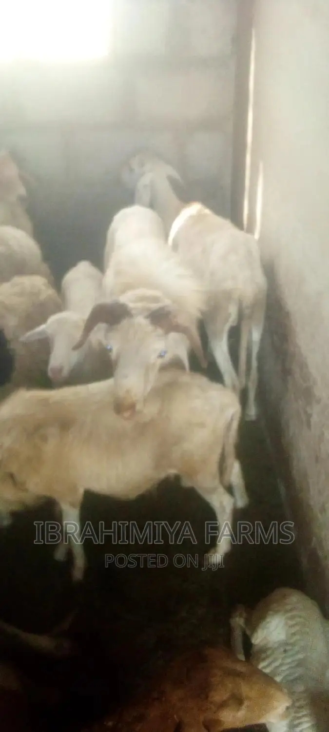 Livestock for Sale