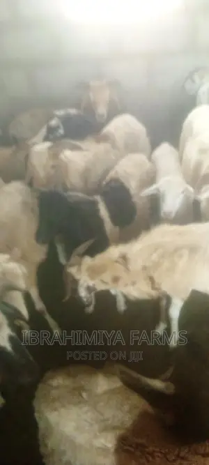 Livestock for Sale