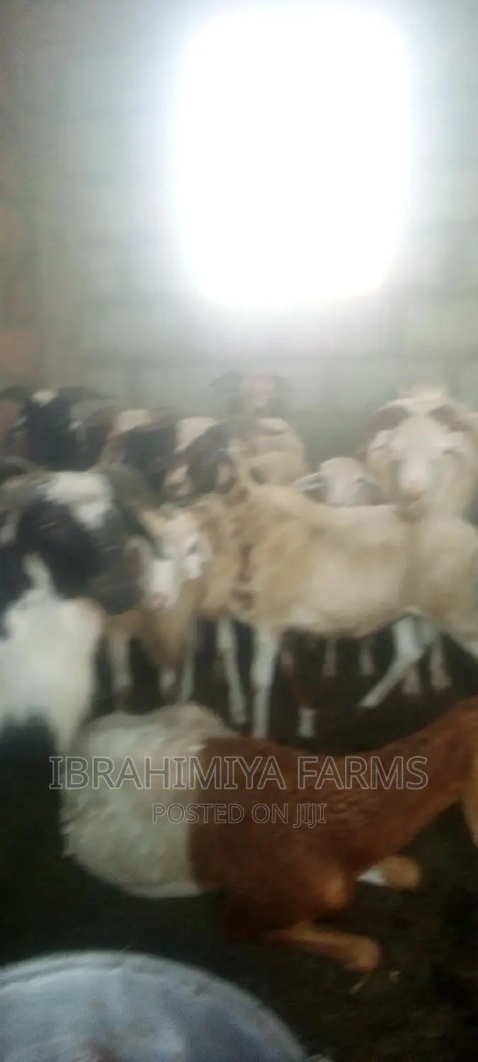 Livestock for Sale