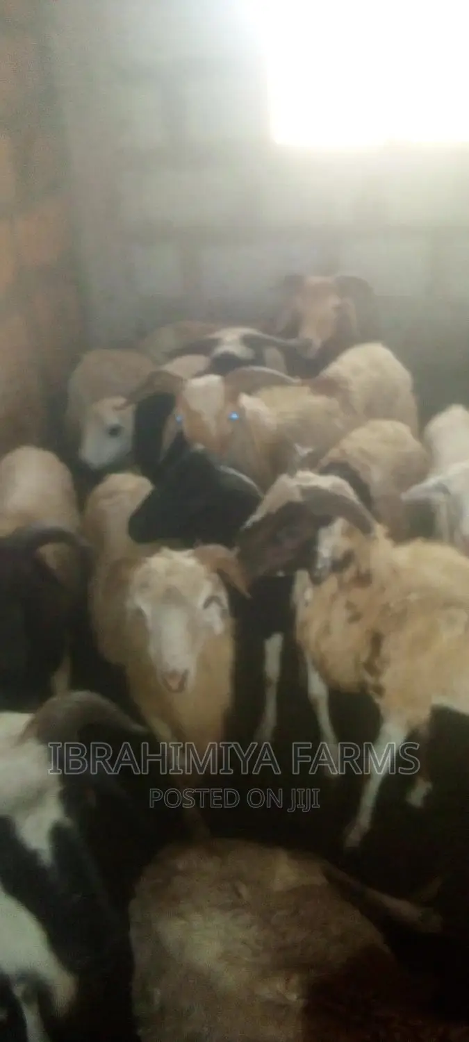 Livestock for Sale
