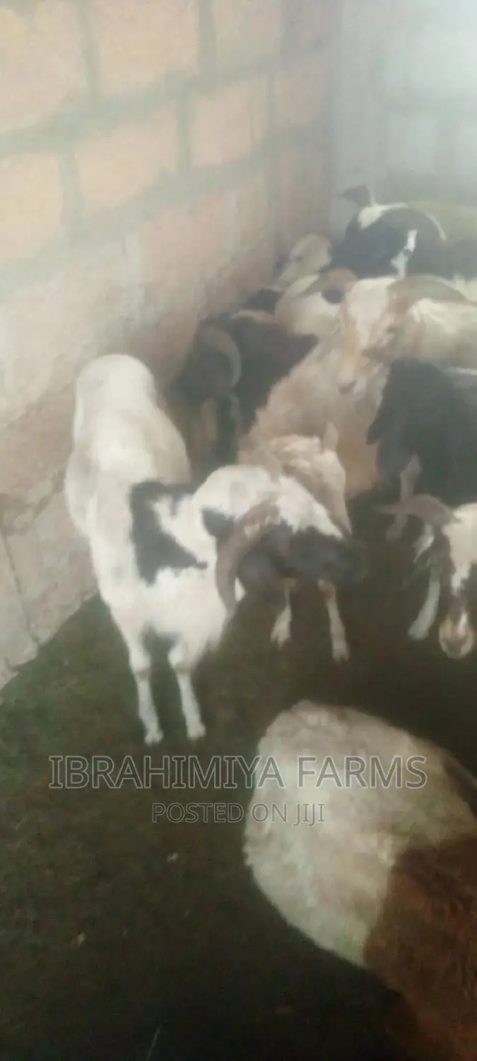 Livestock for Sale