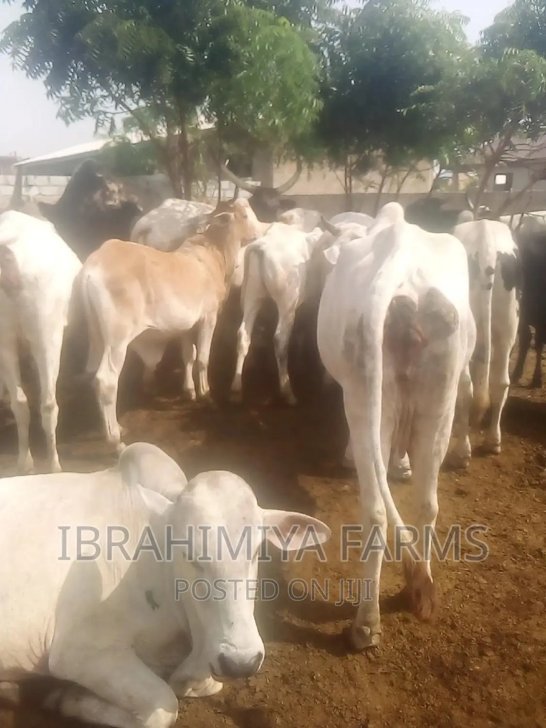 Livestock for Sale