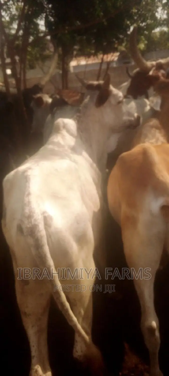 Livestock for Sale