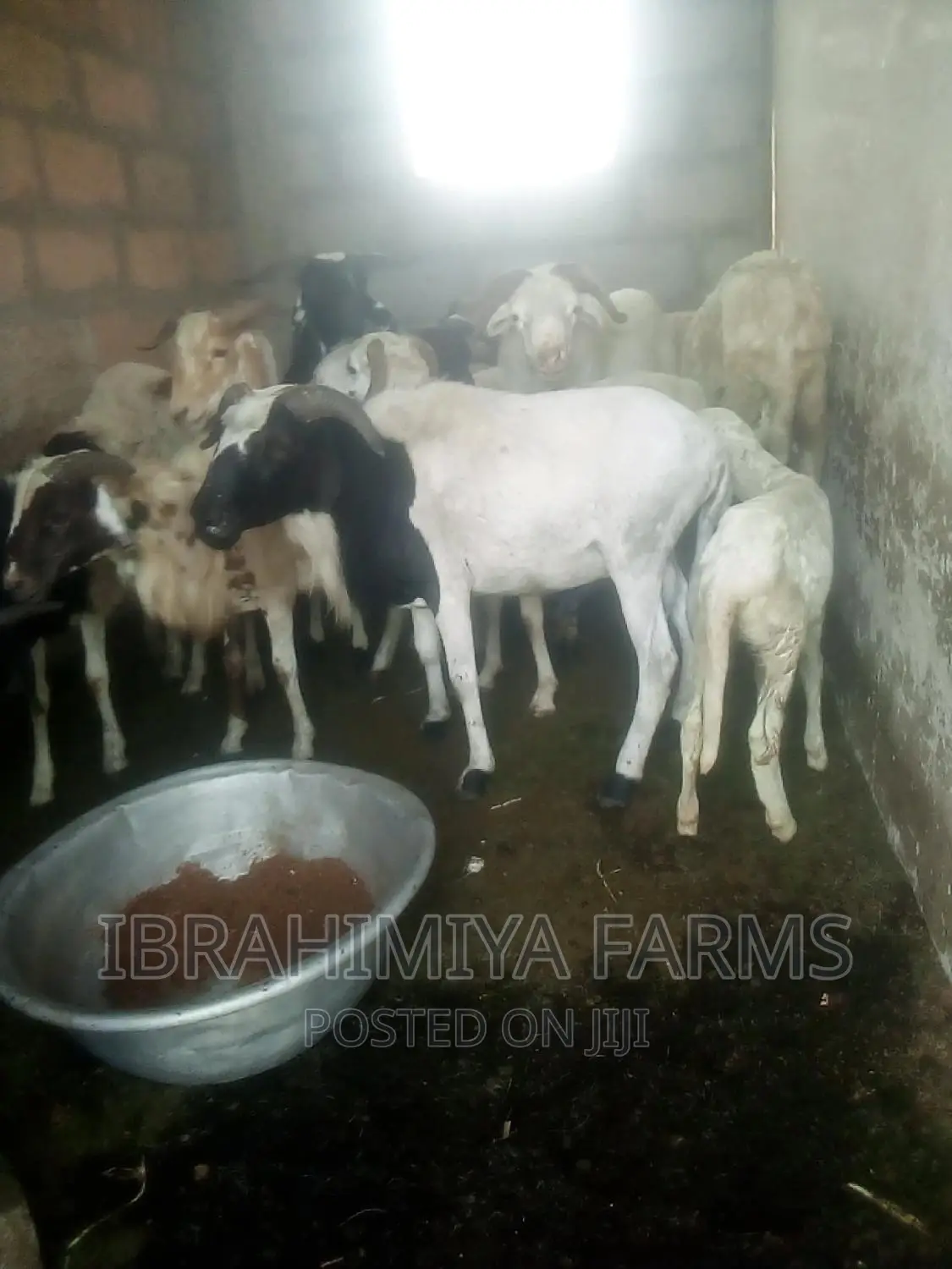 Livestock for Sale
