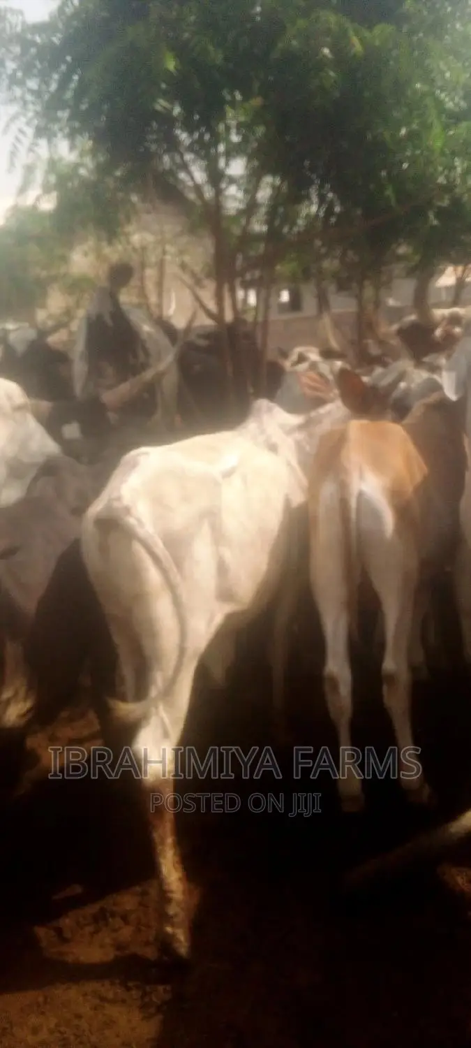 Livestock for Sale