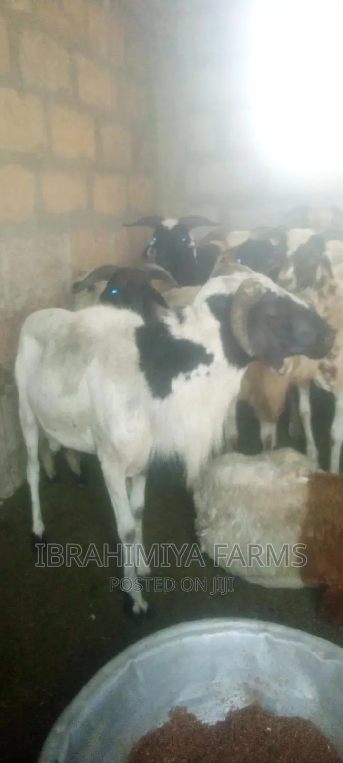 Livestock for Sale