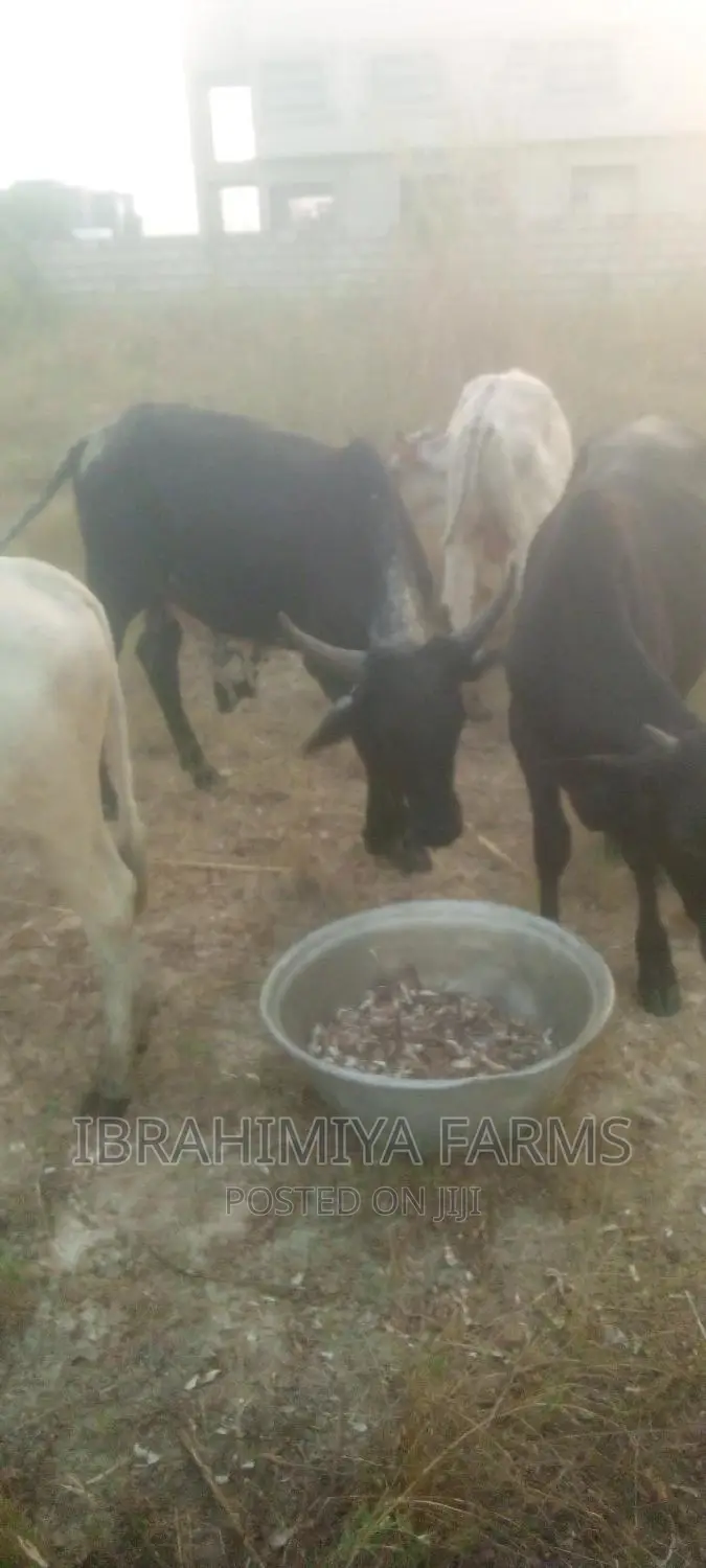 Livestock for Sale