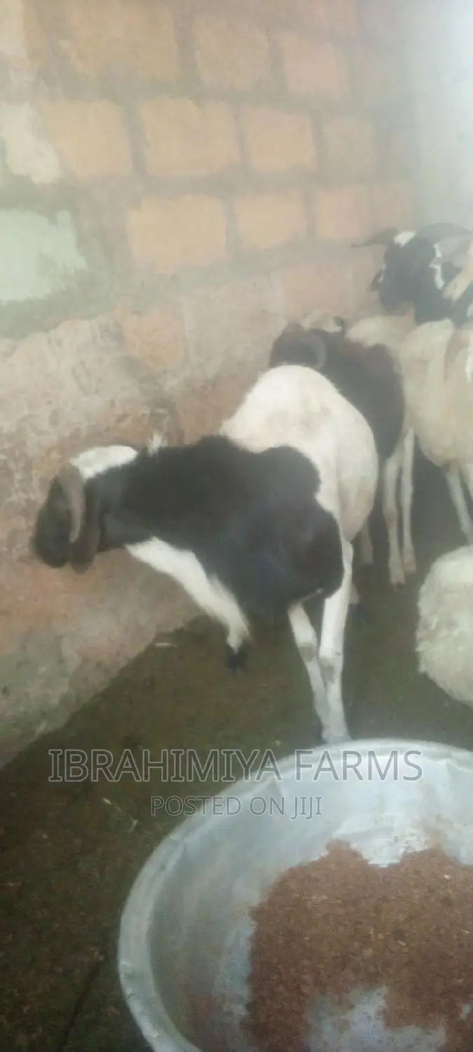 Livestock for Sale