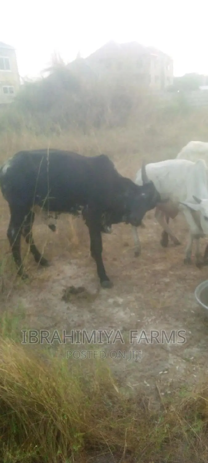 Livestock for Sale