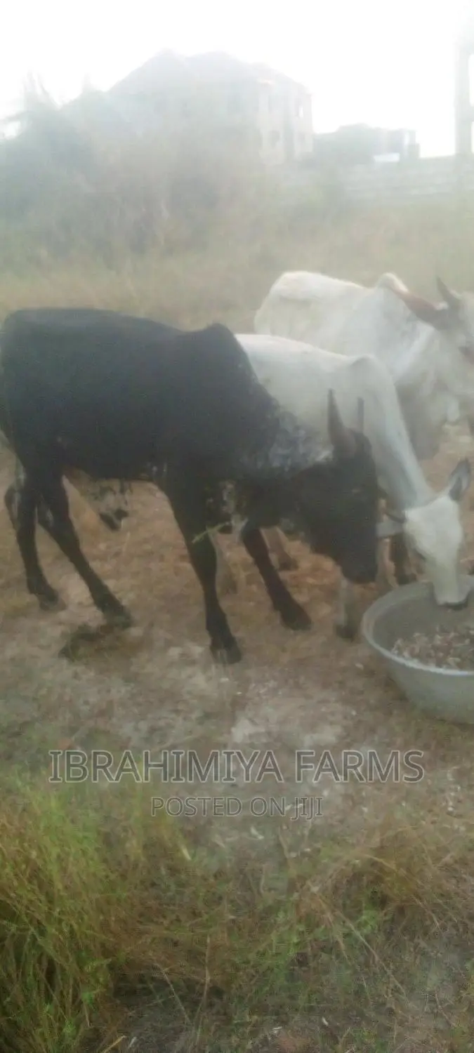 Livestock for Sale