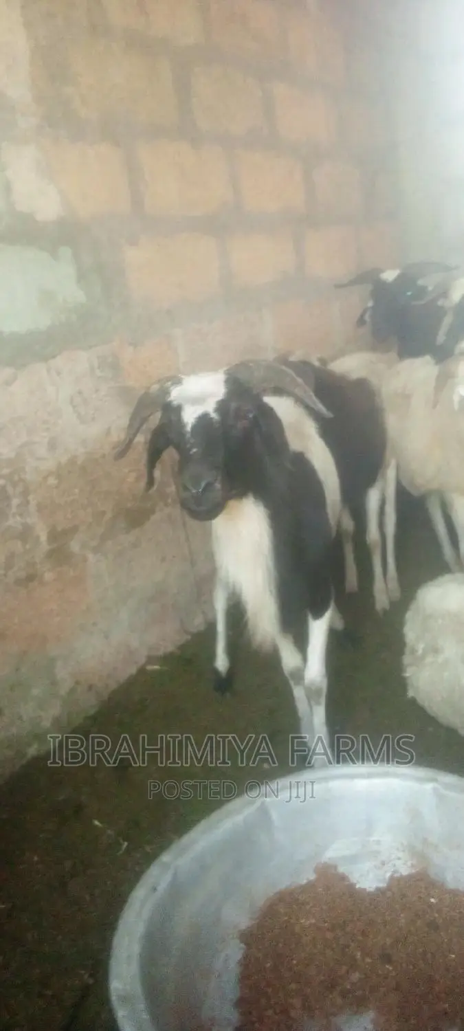 Livestock for Sale