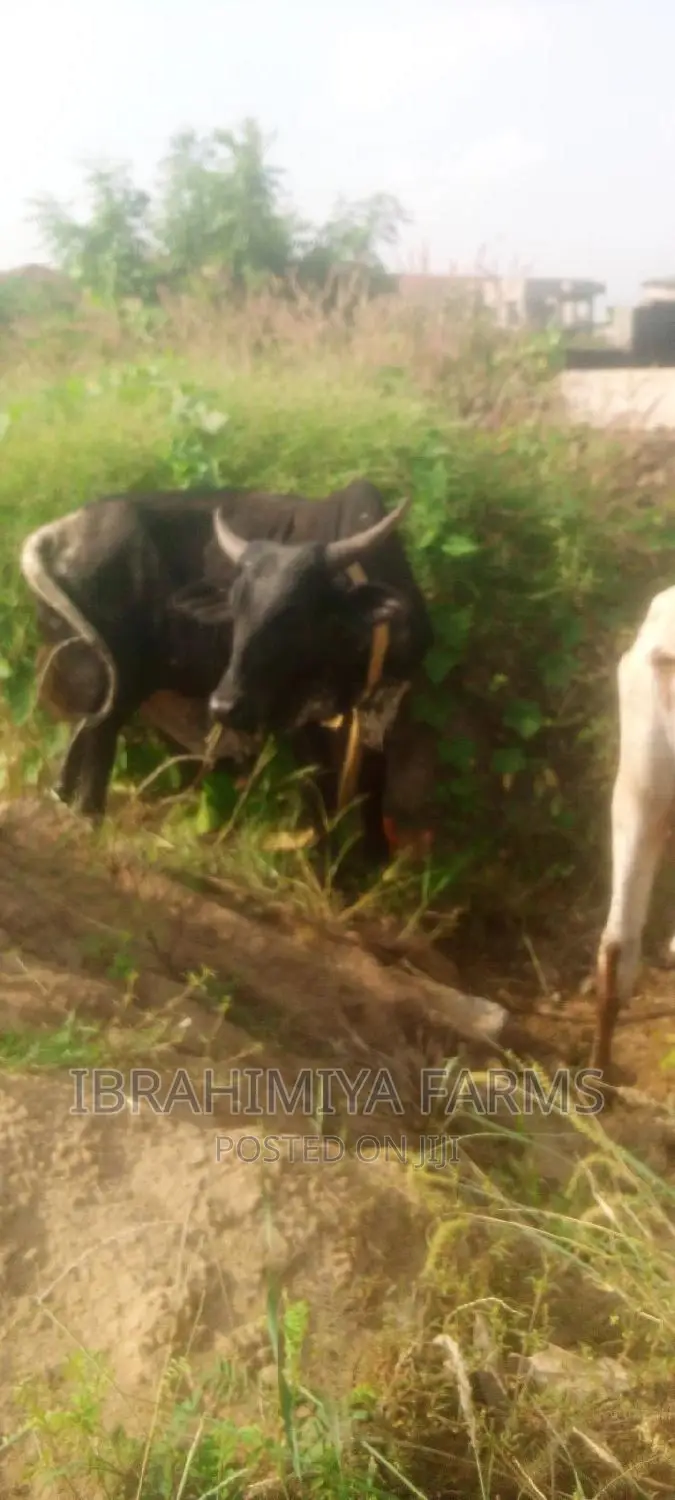 Livestock for Sale