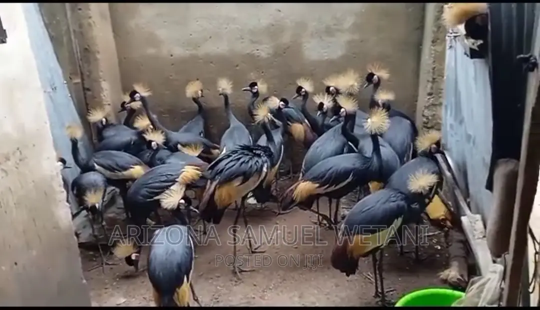 One Pair of Crowned Cranes