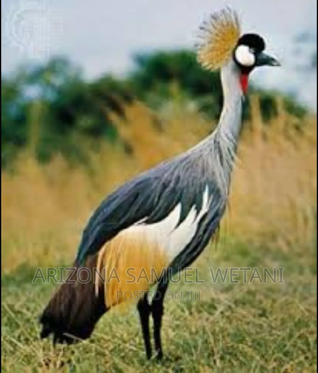 One Pair of Crowned Cranes