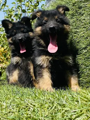 1-3 months Female Purebred German Shepherd