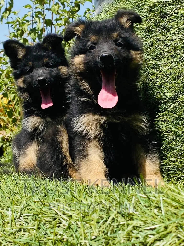 1-3 months Female Purebred German Shepherd