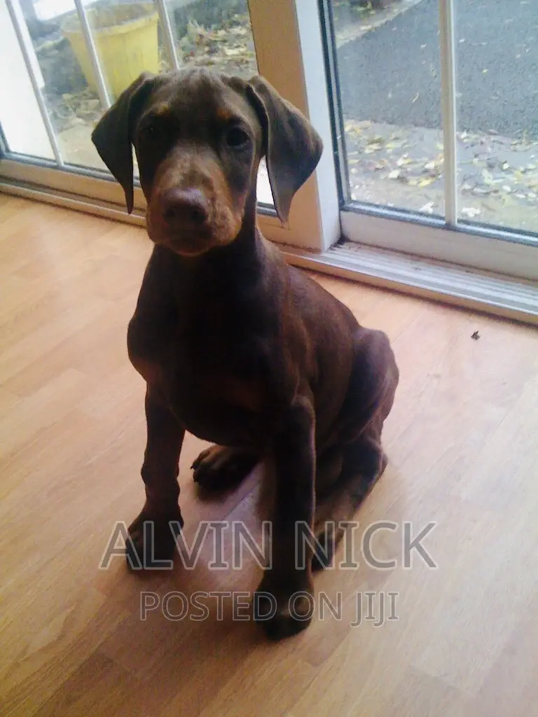 1-3 months Male Purebred Doberman Pinscher