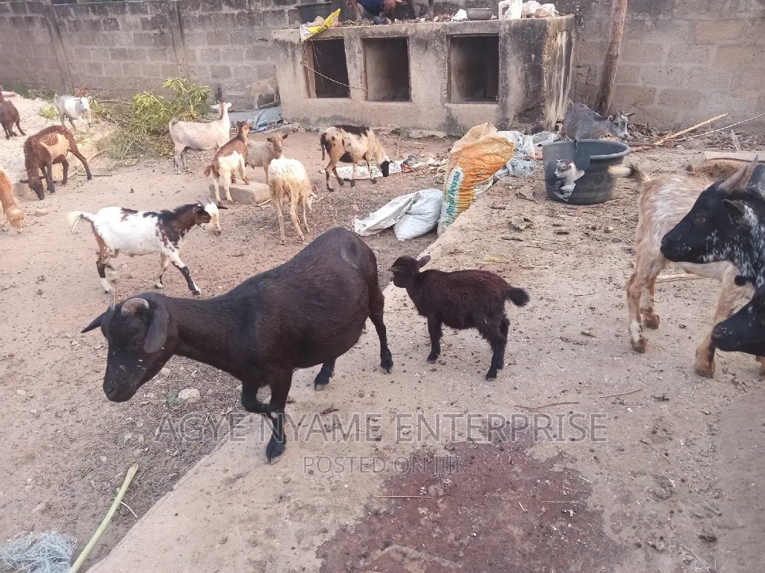 Nannie Goat With Kid