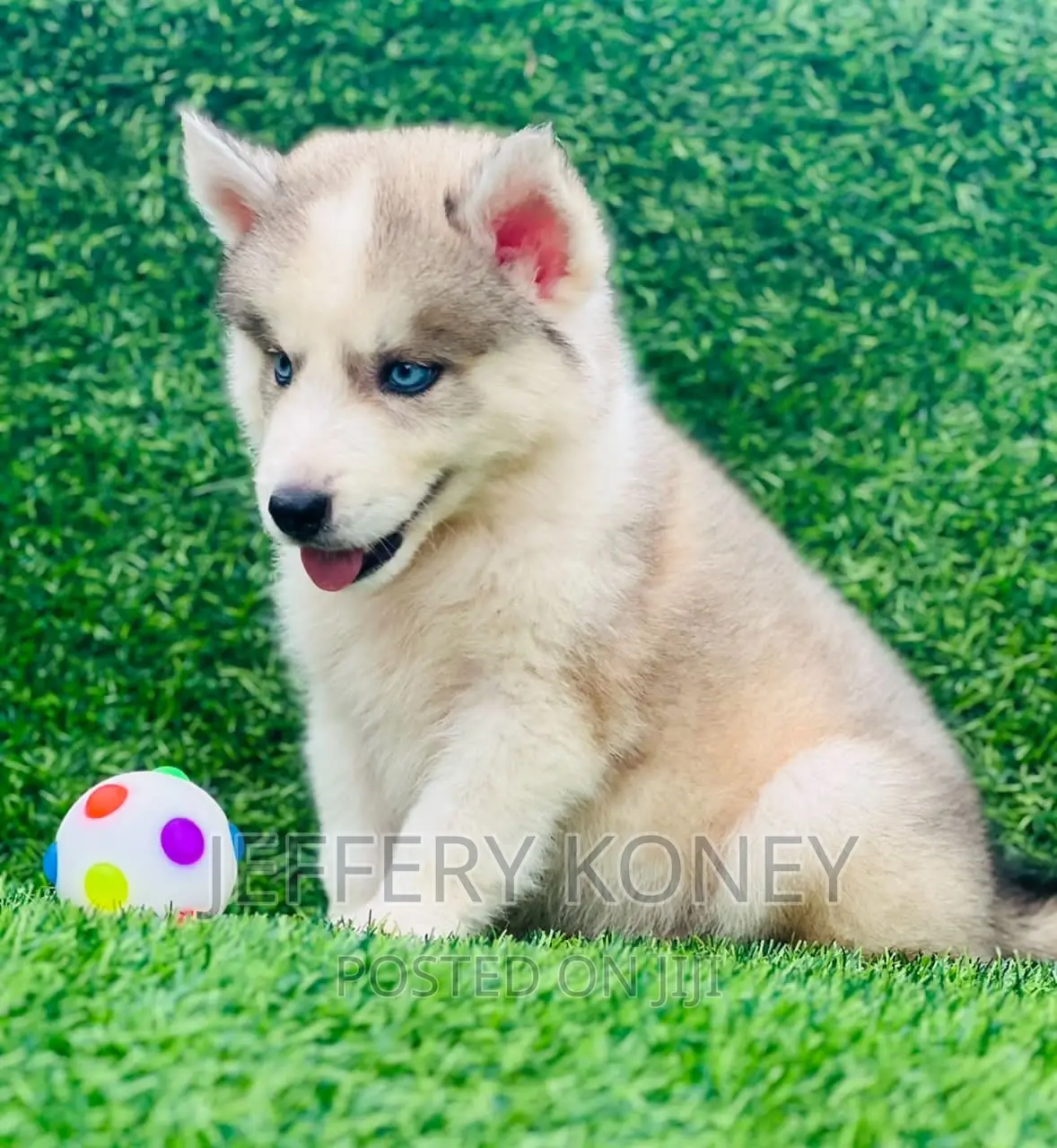 1-3 months Male Purebred Siberian Husky