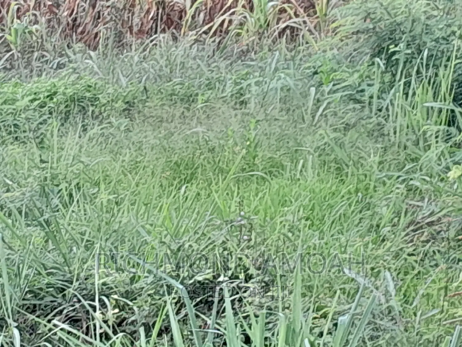 Plot for Sale at Effia Nkwanta