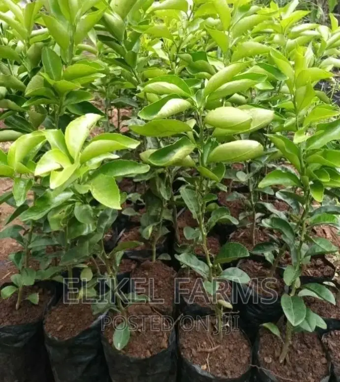 Grafted Orange, Tangerine ,Lime Seedlings