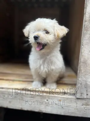 1-3 months Male Purebred Poodle