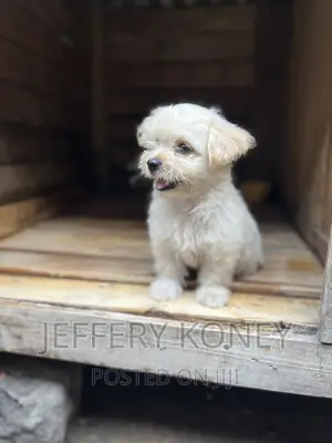 1-3 months Male Purebred Poodle