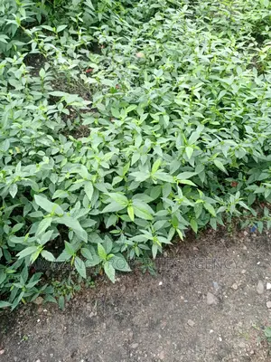 East Legon Property Is on 0.65 Acres