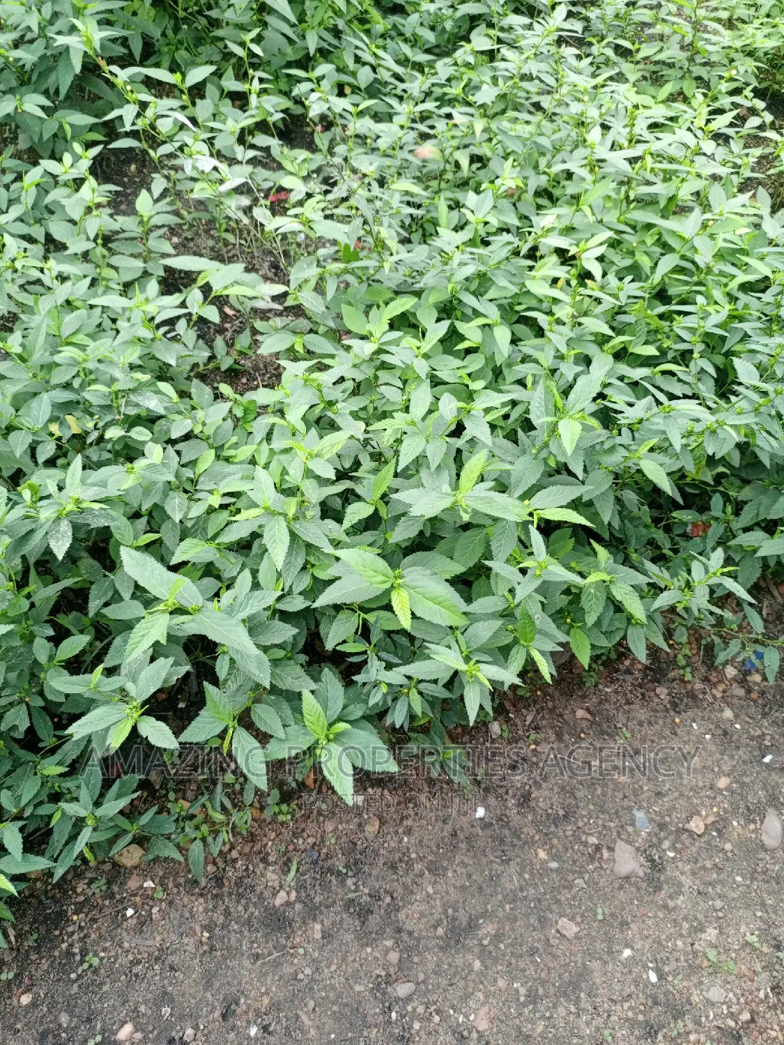 4 Plots of Main Roadside Land for Sale at Tseaddo,