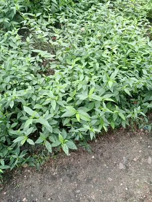 4 Plots of Main Roadside Land for Sale at Tseaddo,