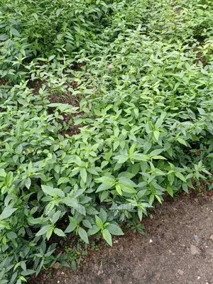 4 Plots of Main Roadside Land for Sale at Tseaddo,