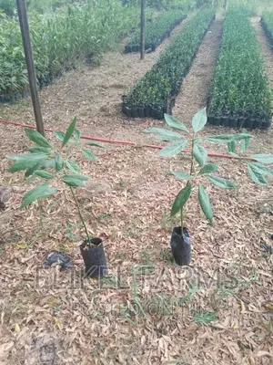 Grafted Hass Avocado Seedlings.