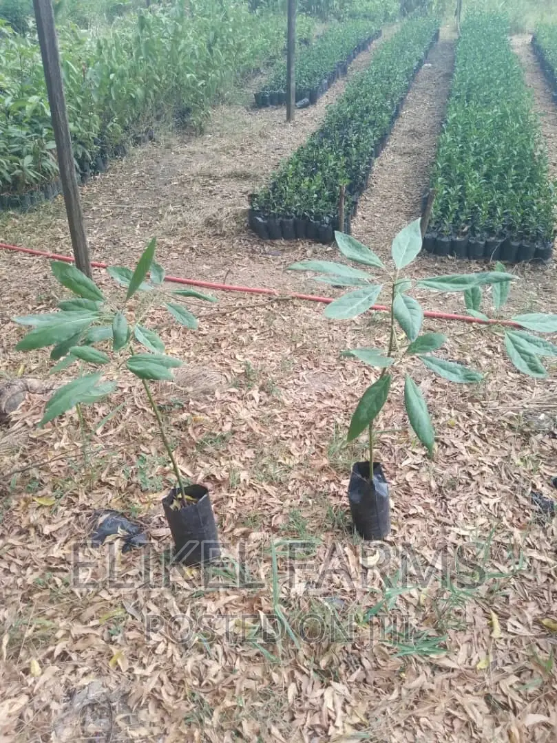 Grafted Hass Avocado Seedlings.