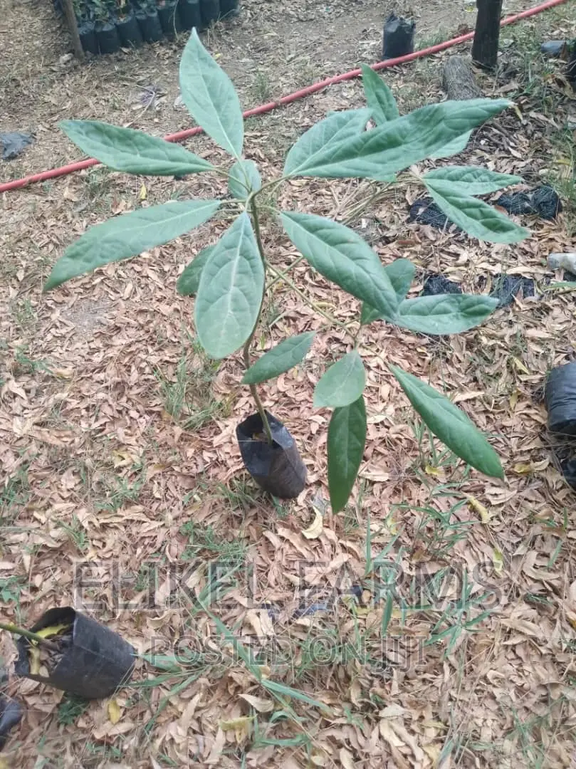 Grafted Hass Avocado Seedlings.