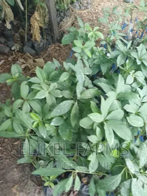 Grafted Hass Avocado Seedlings.