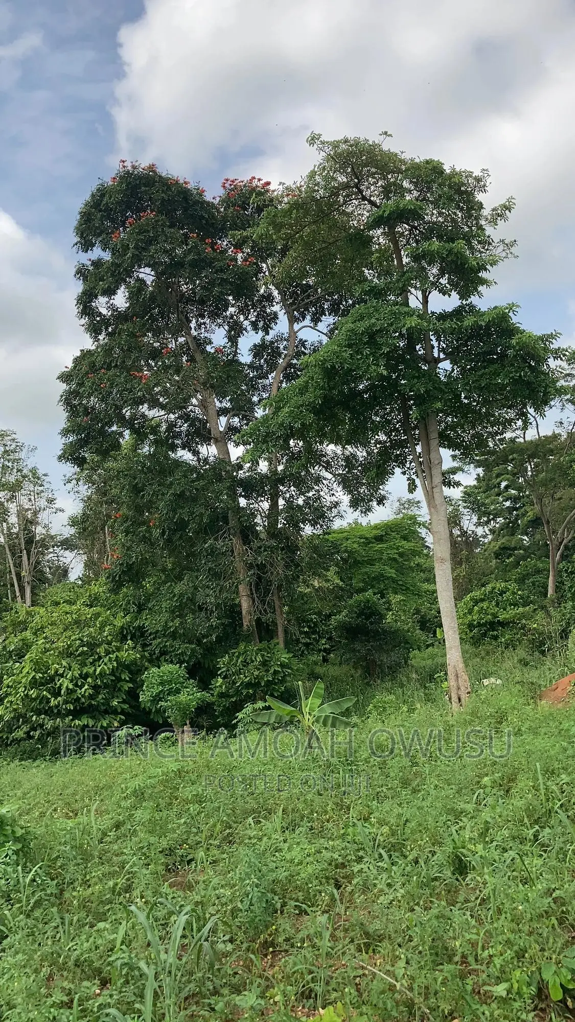 Land Surveyor