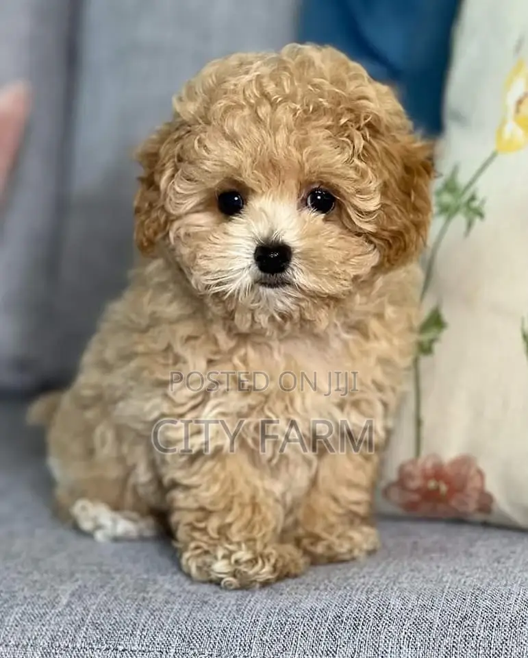 1-3 months Male Purebred Poodle