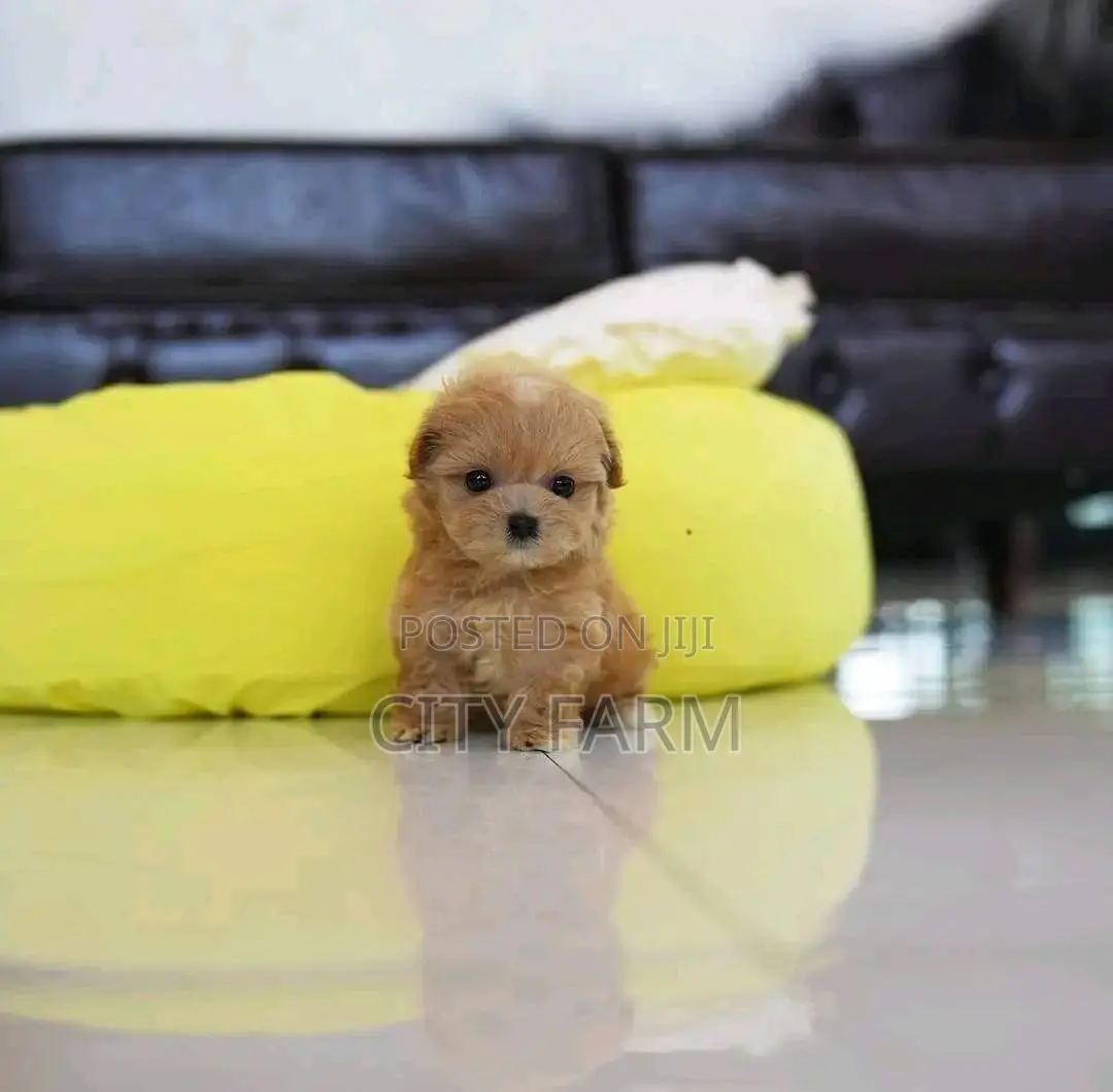 1-3 months Male Purebred Poodle