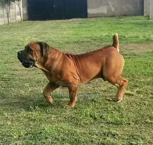1-3 months Male Purebred Boerboel
